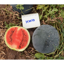 HW10 Yuxu große runde schwarze F1 hybride chinesische Wassermelonensamen für Verkauf